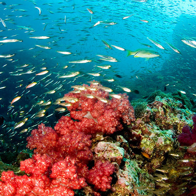 DYKSAFARI - 11 dagar/ 10 nätter - M/V BAVARIA - Koh Haa, Hin Daeng, Hin Muang, Phi Phi, Shark Point, Similan, Koh Bon, Tachai, Surin, Richelieu Rock (max 35 dyk)