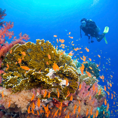 DYKSAFARI - 10 dagar/ 9 nätter - M/V ANDAMAN QUEEN - Phi Phi, Shark Point, Koh Haa, Hin Daeng, Hin Muang, Koh Lipe, Similan, Koh Bon, Tachai, Surin, Richelieu Rock  (max 32 dyk)